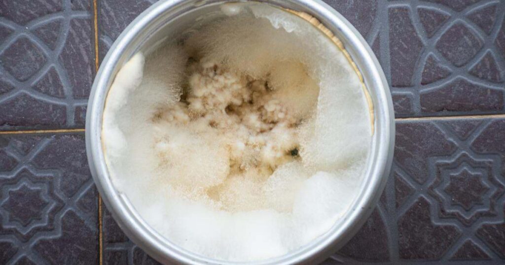 What Are the Signs of Mold in Rice Cookers