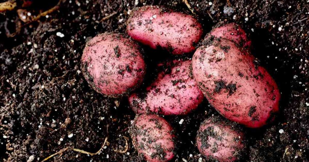 What Makes Red Potatoes Red